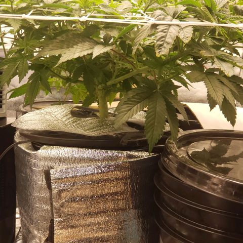 OG strain growlog timeline photo
