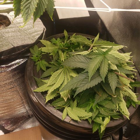 OG strain growlog timeline photo