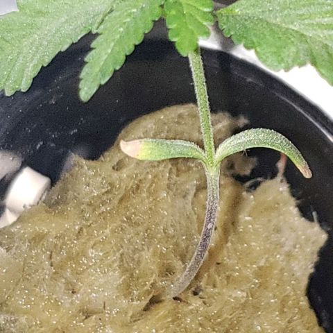 OG strain growlog timeline photo