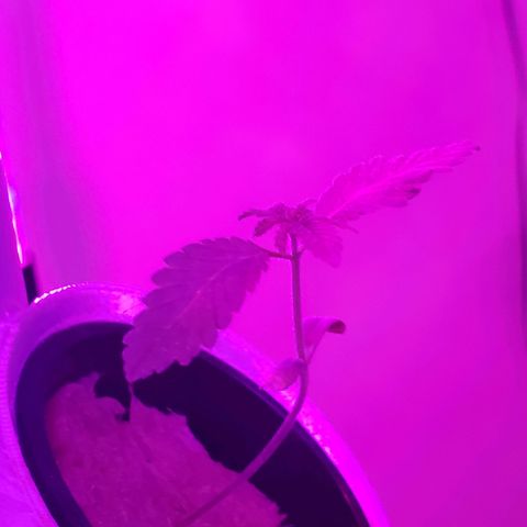 OG strain growlog timeline photo
