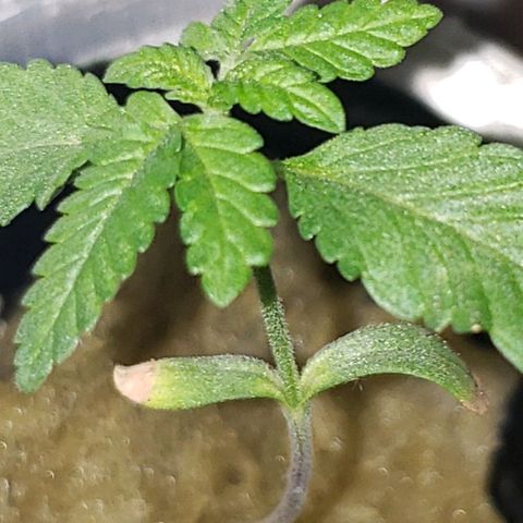 OG strain growlog timeline photo