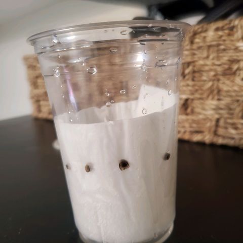 OG strain growlog photo: The start