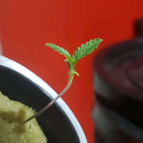 OG strain growlog timeline photo