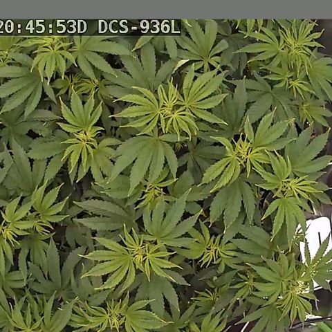OG strain growlog timeline photo