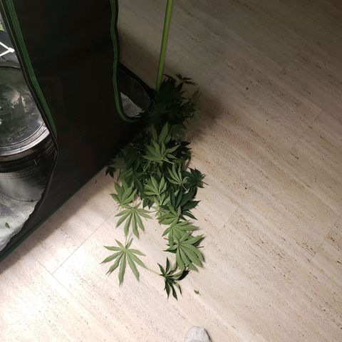 OG strain growlog timeline photo