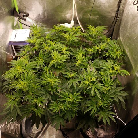 OG strain growlog timeline photo