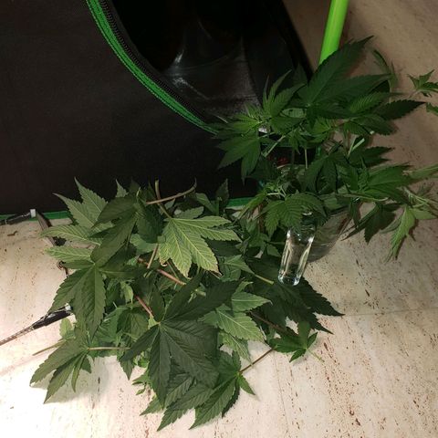 OG strain growlog timeline photo