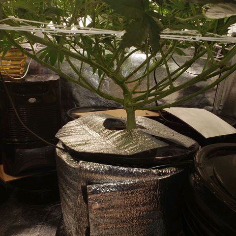 OG strain growlog timeline photo
