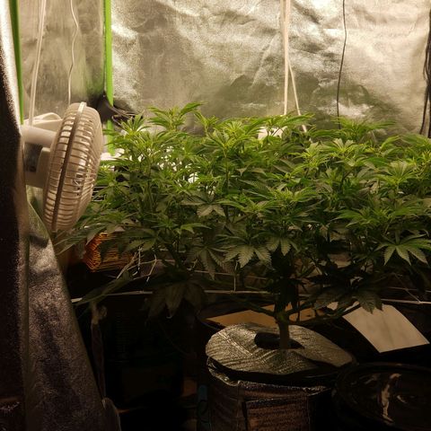 OG strain growlog timeline photo