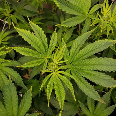 OG strain growlog photo: See something 