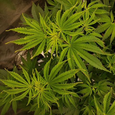 OG strain growlog photo: See something 