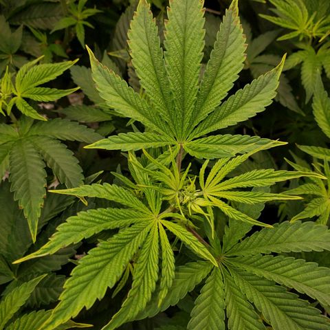 OG strain growlog photo: See something 