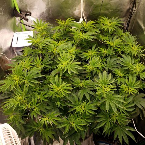 OG strain growlog timeline photo