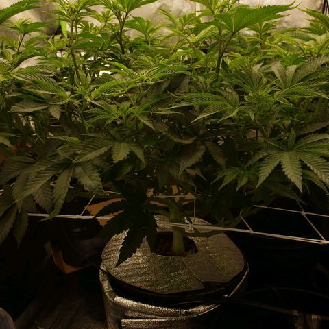 OG strain growlog timeline photo