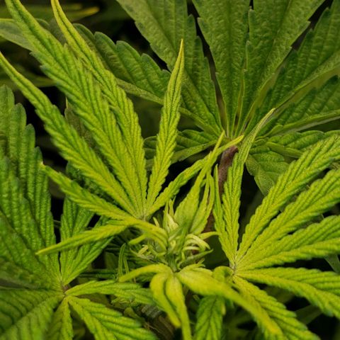 OG strain growlog timeline photo