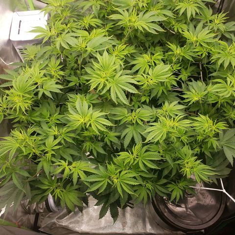 OG strain growlog timeline photo