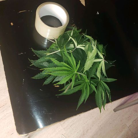 OG strain growlog timeline photo