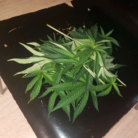 OG strain growlog photo: 8:30pm