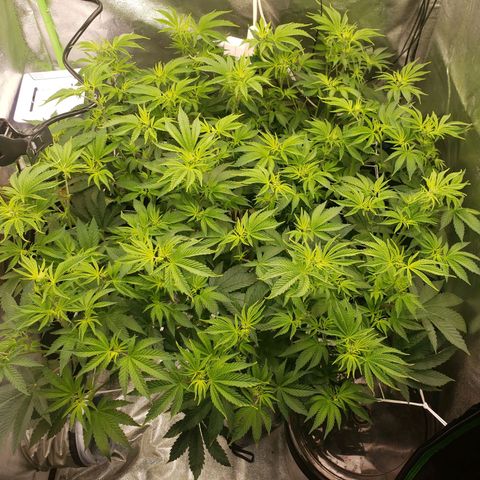 OG strain growlog photo: 8:30pm