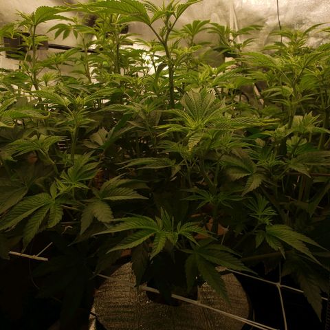 OG strain growlog timeline photo