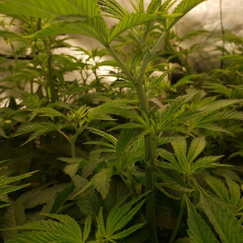 OG strain growlog timeline photo