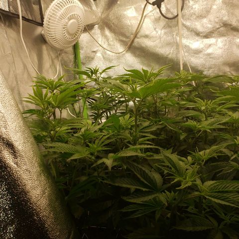 OG strain growlog timeline photo