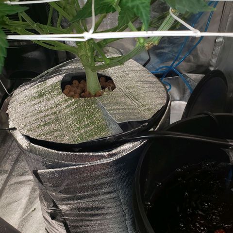 OG strain growlog timeline photo