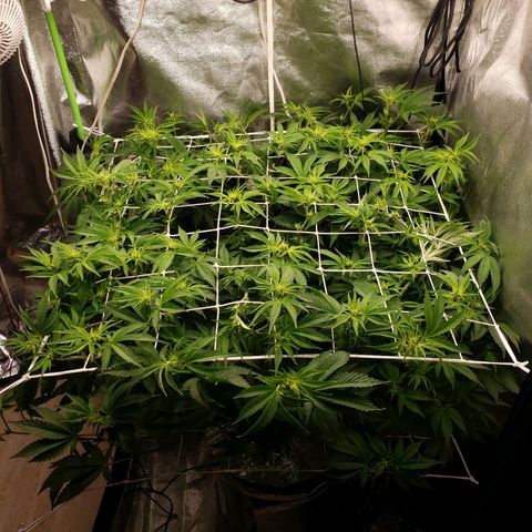 OG strain growlog timeline photo