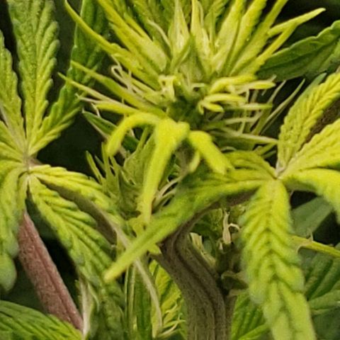 OG strain growlog timeline photo