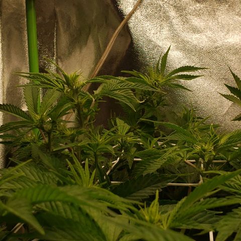 OG strain growlog timeline photo