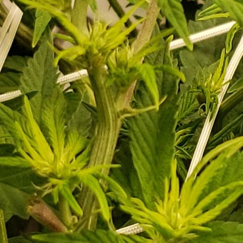 OG strain growlog timeline photo