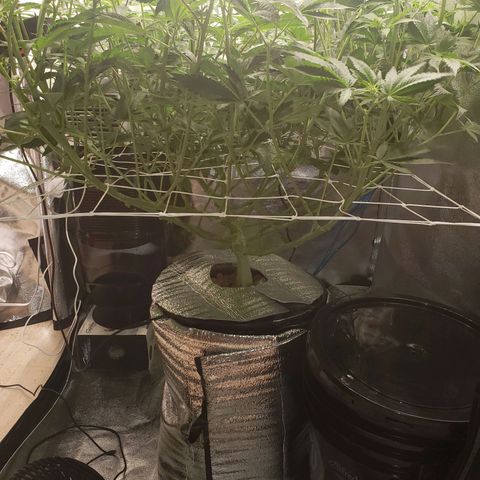 OG strain growlog timeline photo