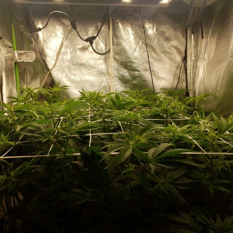 OG strain growlog timeline photo