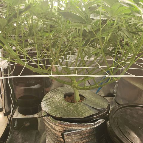 OG strain growlog timeline photo