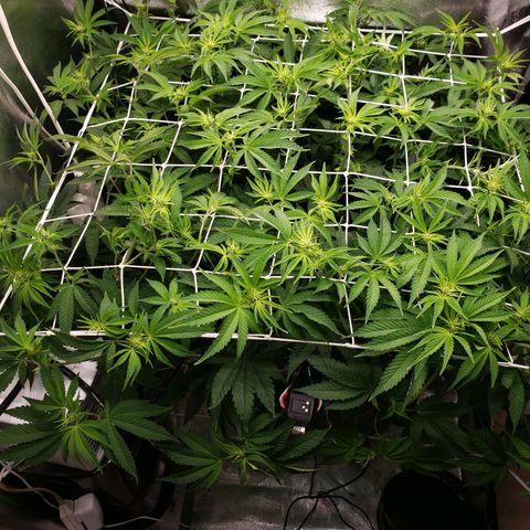 OG strain growlog timeline photo