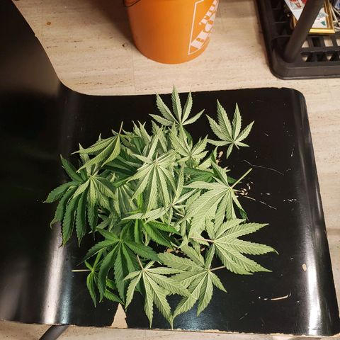 OG strain growlog timeline photo