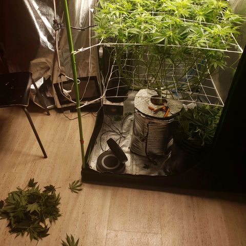 OG strain growlog timeline photo