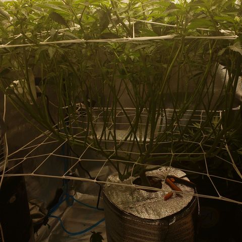 OG strain growlog timeline photo