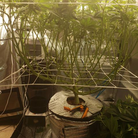 OG strain growlog timeline photo