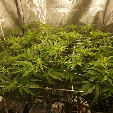 OG strain growlog timeline photo