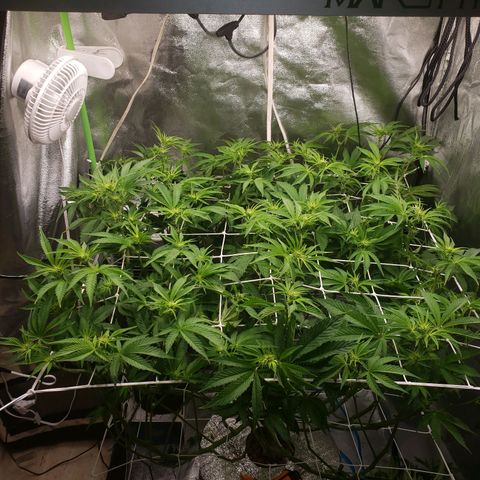 OG strain growlog timeline photo