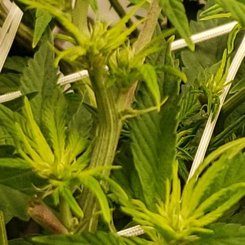 OG strain growlog timeline photo