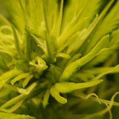 OG strain growlog timeline photo