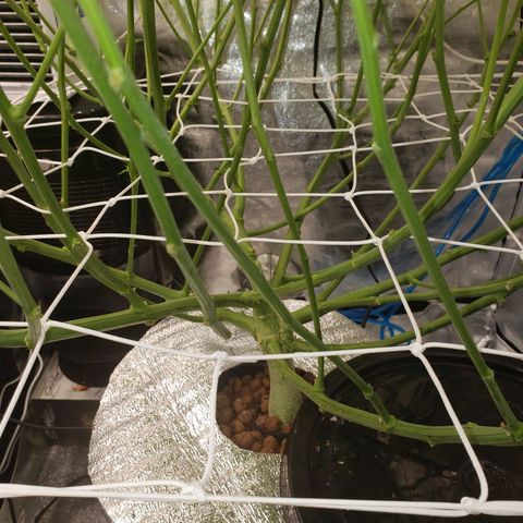 OG strain growlog timeline photo
