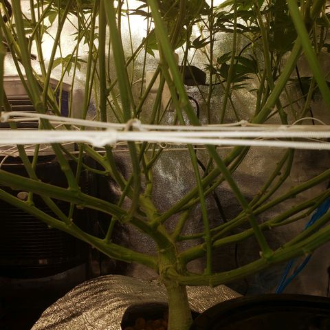 OG strain growlog timeline photo