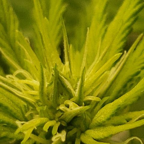 OG strain growlog timeline photo