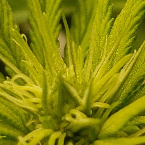 OG strain growlog timeline photo
