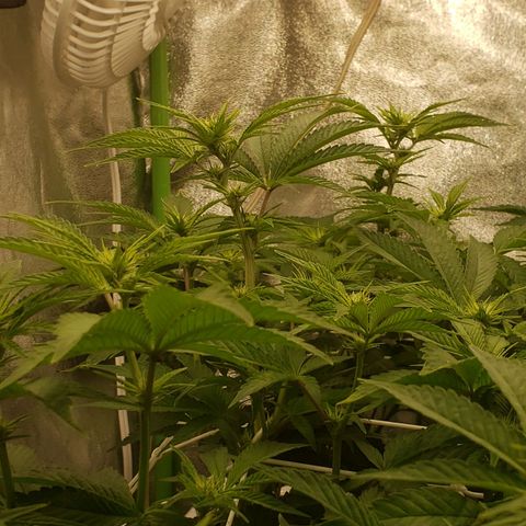 OG strain growlog timeline photo