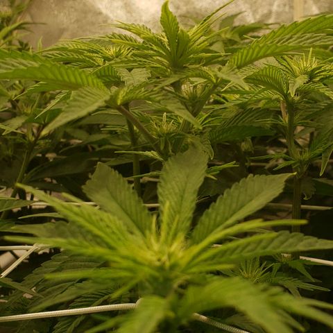 OG strain growlog timeline photo