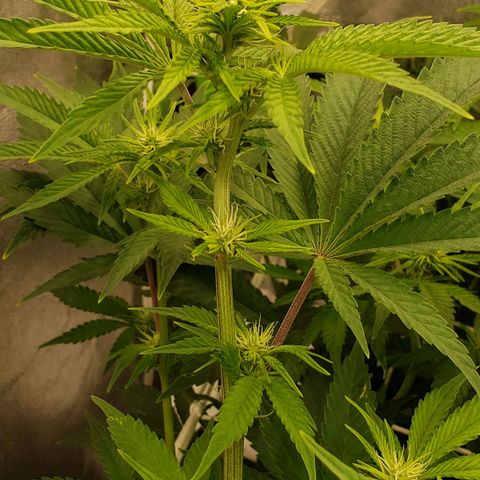 OG strain growlog timeline photo